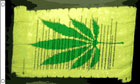 Marijuana Scroll Declaration Banner Special Offer
